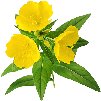 Evening Primrose Flower Oil - Evening Primrose Oil Png Transparent (400x417)