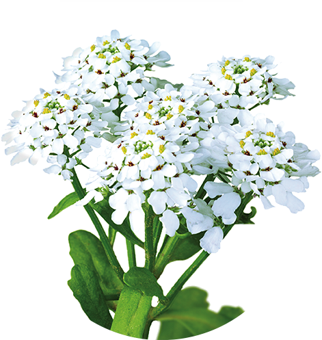 Bitter Candytuft - Candytuft Png (500x500)