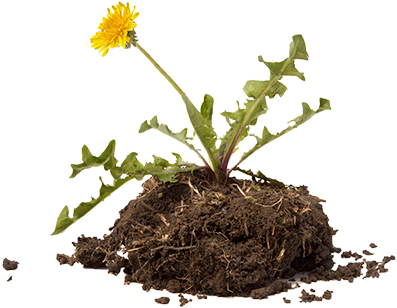 If You Prefer Natural Garden Care, You'll Be Glad To - Weeds Png (400x314)