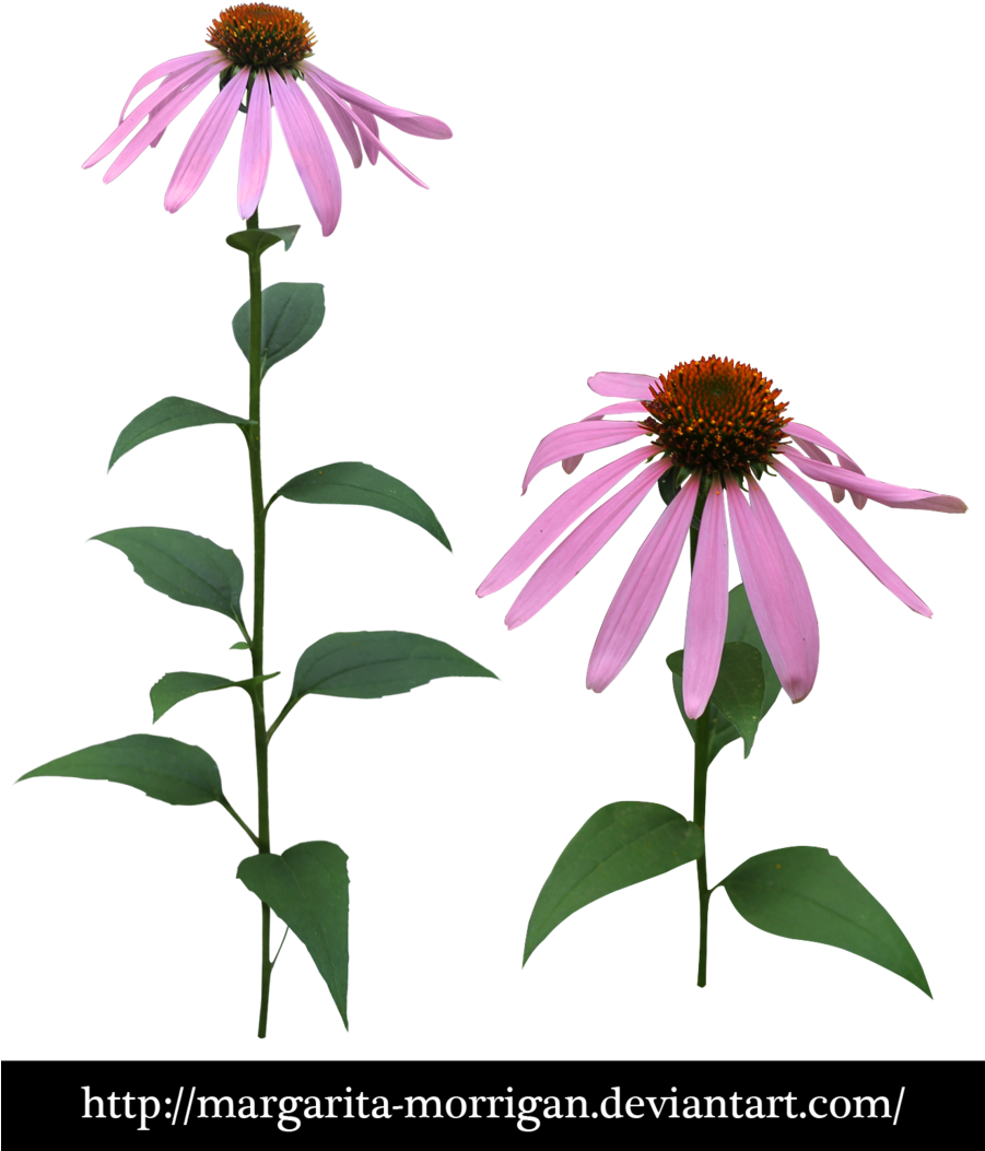 Echinacea By Margarita Morrigan Echinacea By Margarita - Echinacea Psd (900x1083)