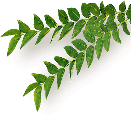Neem - Organic Leaves Png (500x500)