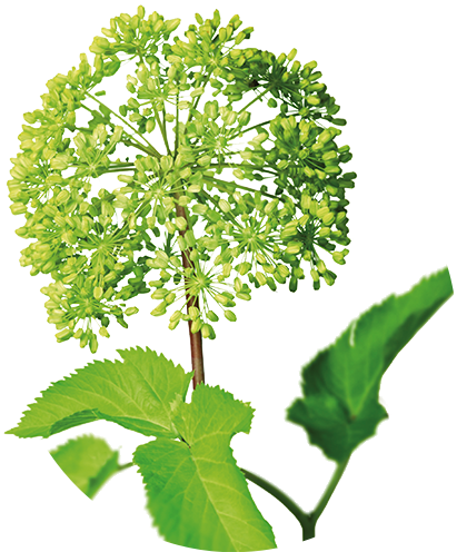 Angelica Root - Angelica Archangelica Png (500x500)