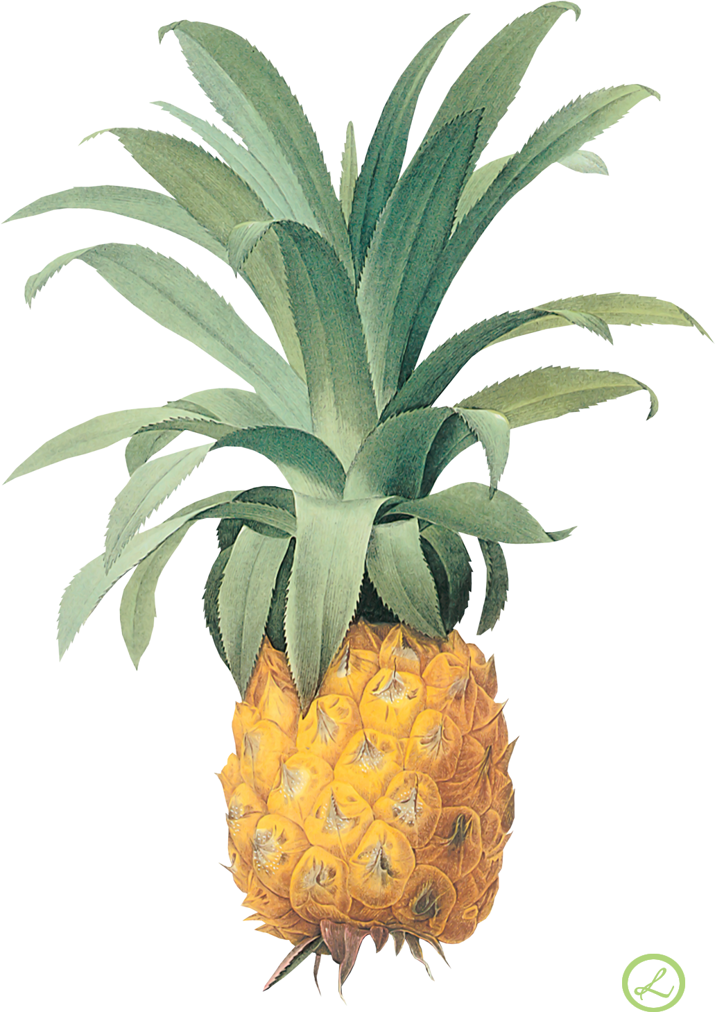 April 2018 Calendar With Pineapples (1100x1528)