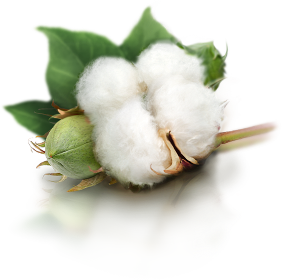 Cotton Png - Cotton Png (567x563)