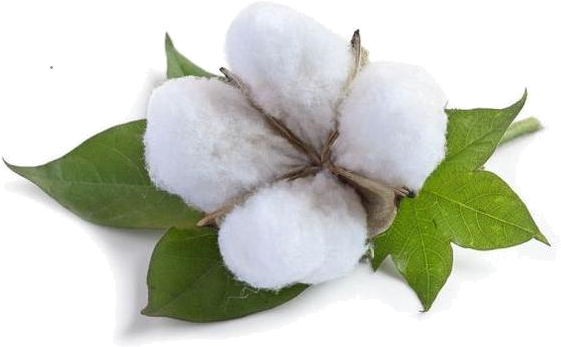 Cotton (579x352)