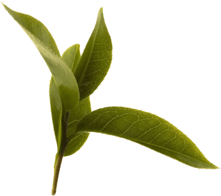Natural No - - Camellia Oleifera Leaf Extract (474x500)