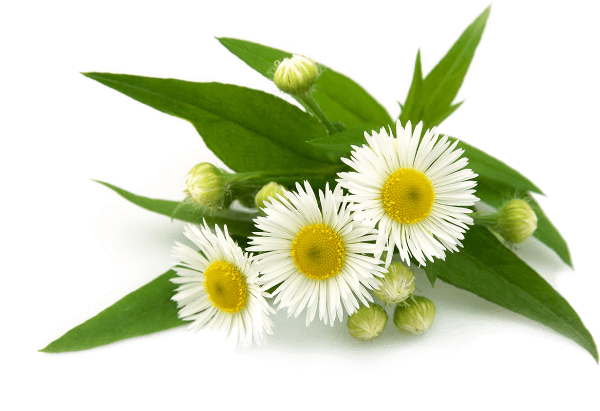 Image - Crystal Deodorant Reviews Lavender And White Tea (1167x800)