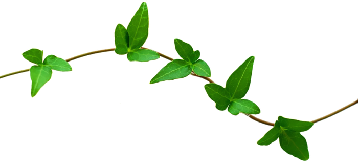 Nature Transparent Png - Clip Art (700x318)
