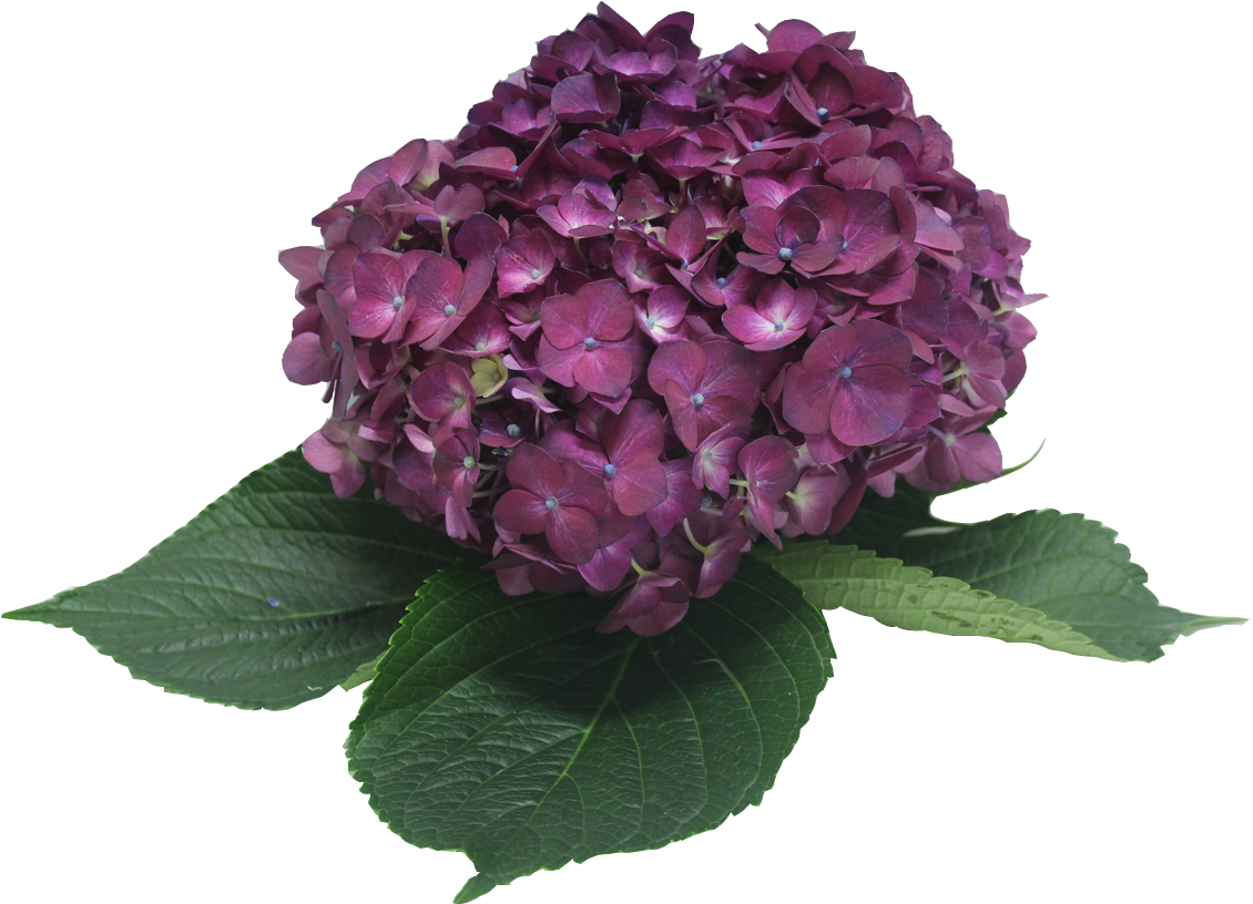 Please Don't Forget To Use Your Discount Cupon - Hydrangea Serrata (1150x867)