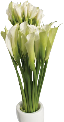 Natural Flowers - Giant White Arum Lily (395x510)
