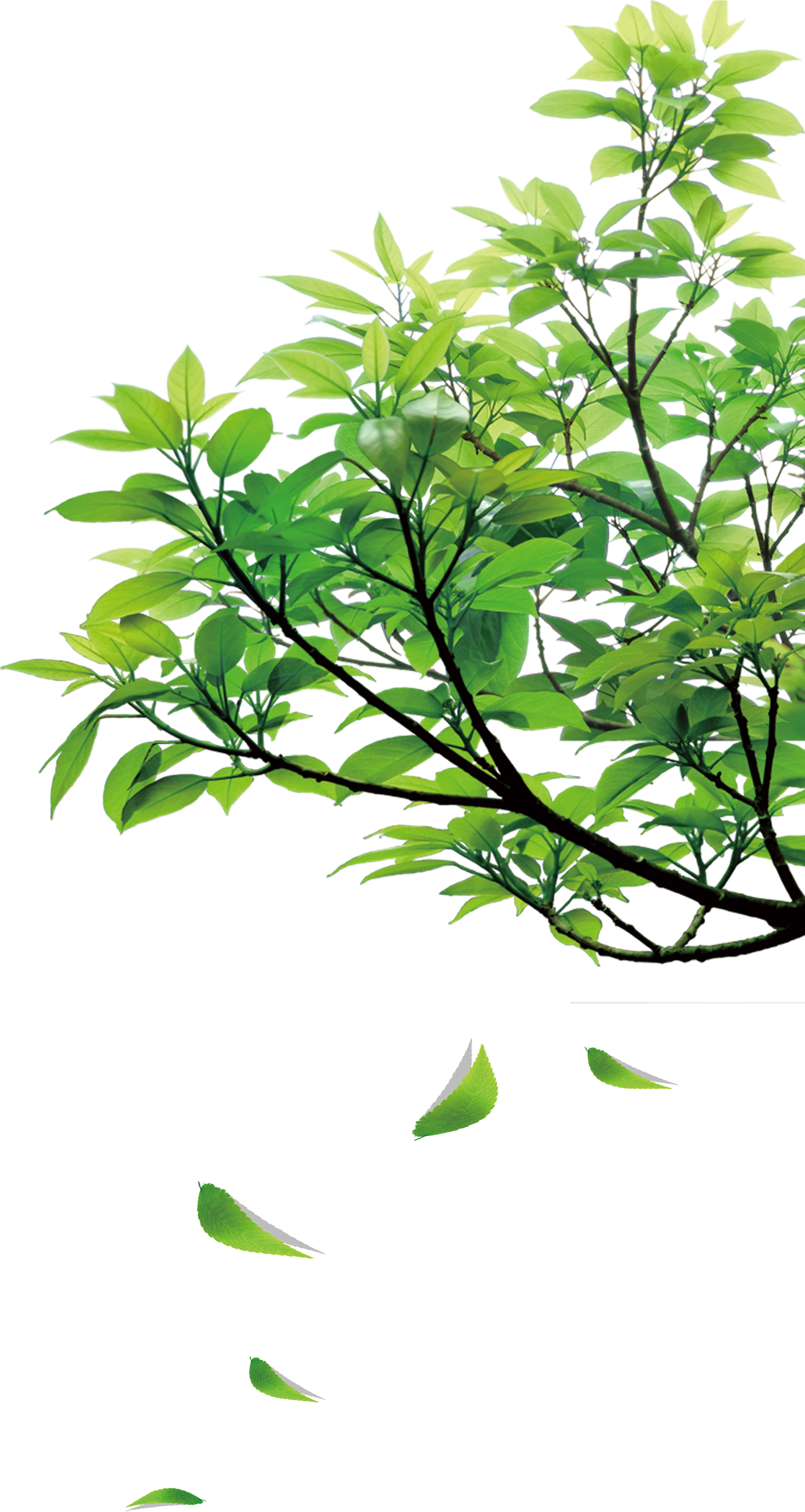 Natural Green Leaves - Nature Png (3180x5391)