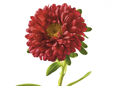 Aster Meaning Symbolism Teleflora, Natural Flower - Aster Flower Png (400x300)