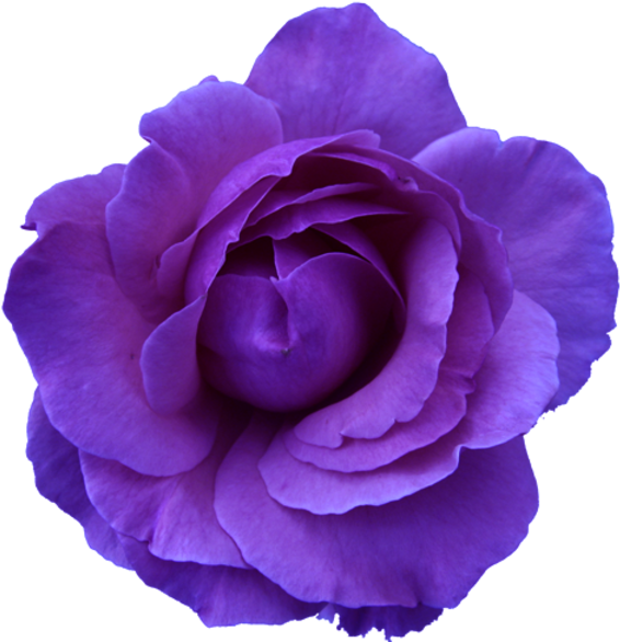 Purple Rose Clipart Blue Rose - Light Blue Flower Transparent Background (600x595)