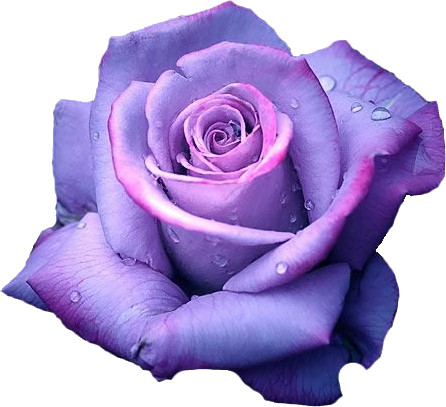 Black Kitten Purple Roses - Live Your Dreams [book] (446x407)