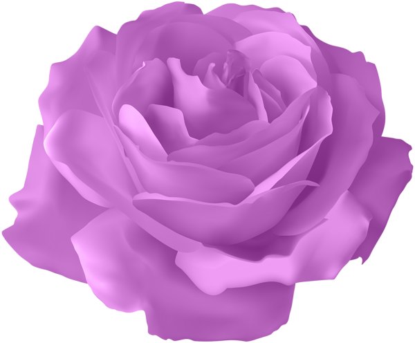 Clip Arts Related To - Purple Rose Clip Art (600x496)
