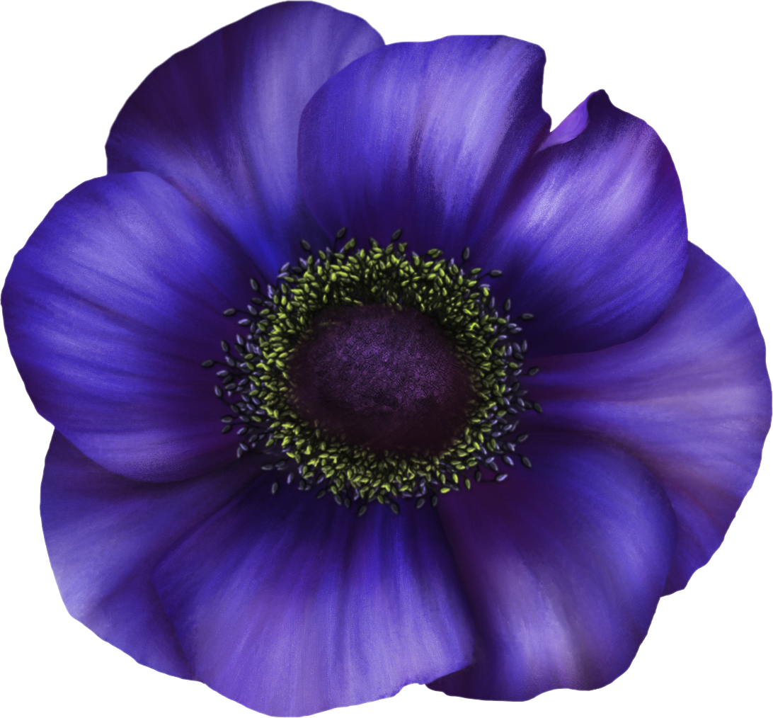 Anemone Flower Means "anticipate" - Japanese Anemone (1092x1014)