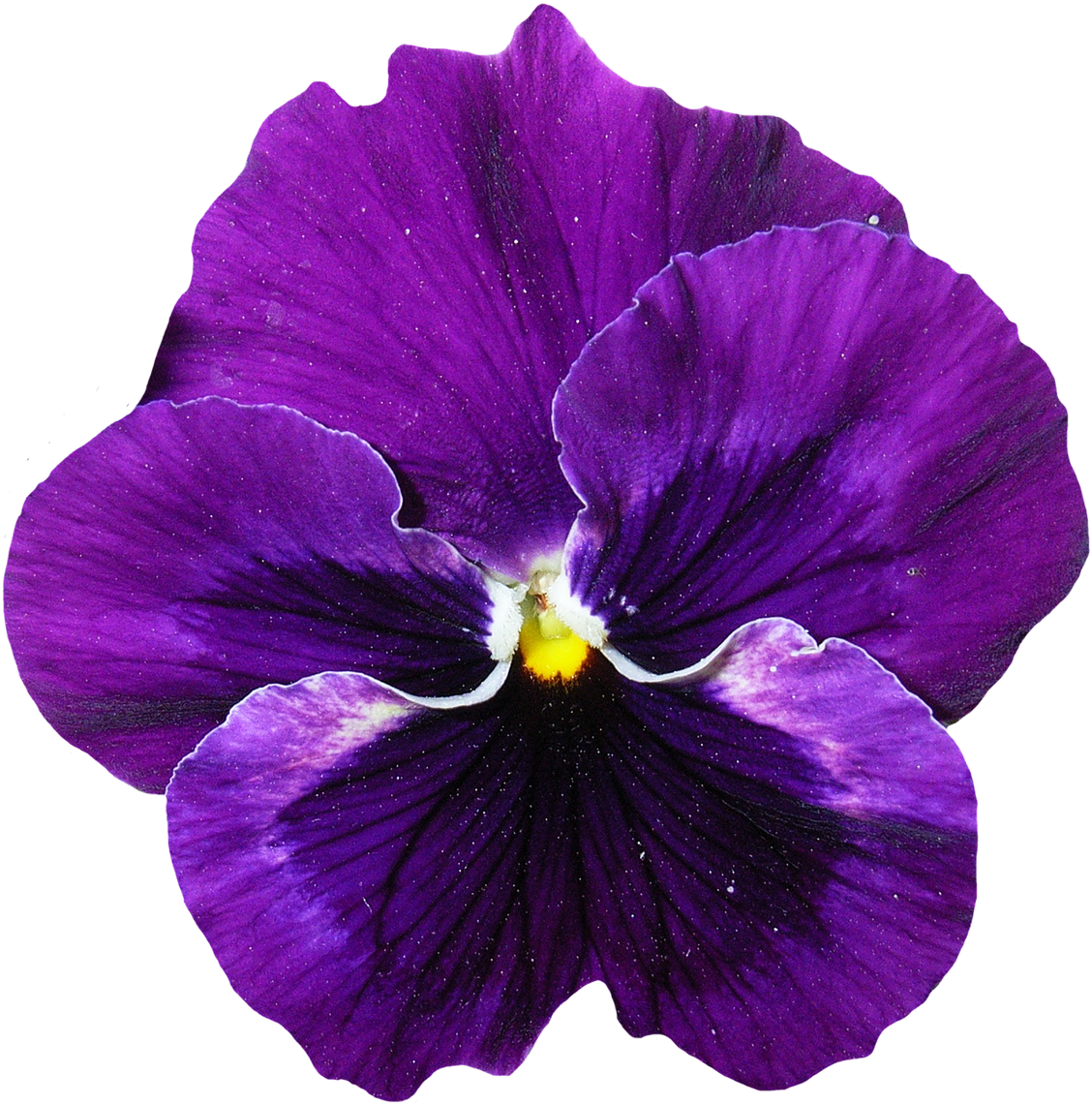3d Purple Flowers, - Pansy Flowers Png - (1250x1250) Png Clipart Download. 