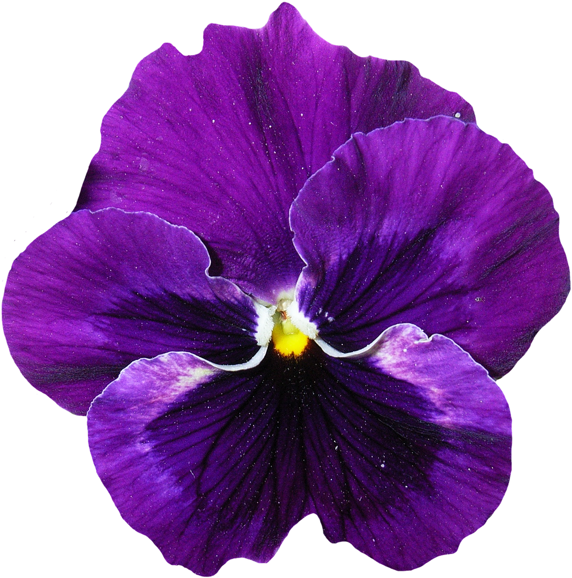 3d Purple Flowers, - Pansy Flowers Png (1250x1250)