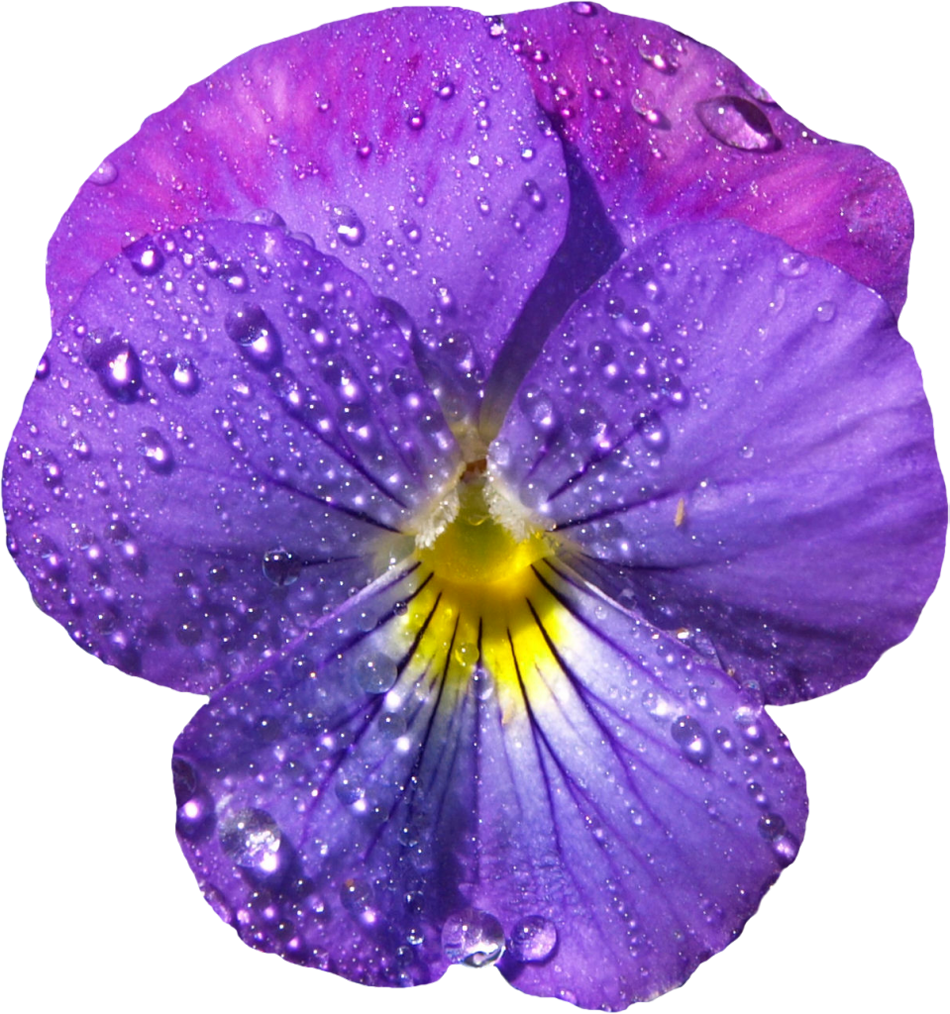 Violet Clipart Transparent - Violet Png (950x1014)