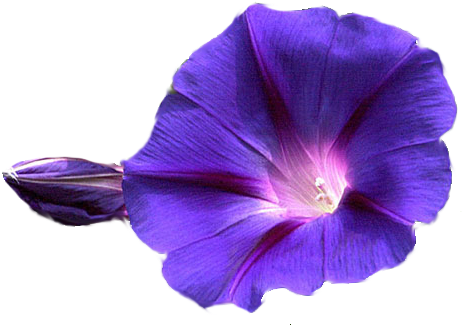 Donate You Must Be Logged In To Donate - Morning Glory Flower Png (475x350)