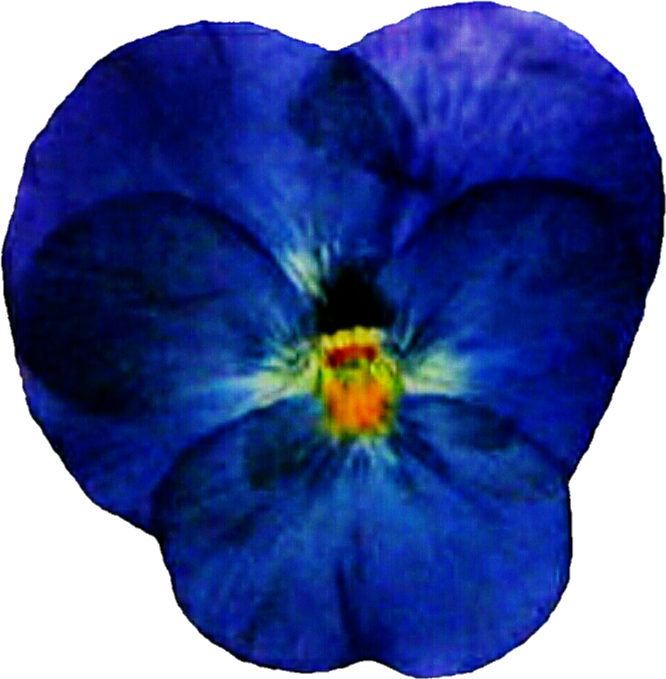 Pressed Blue Pansy By Jeanicebartzen27 Pressed Blue - Pressed Flower Craft (1007x1013)