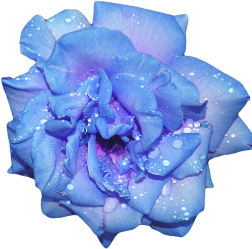 Beautiful Flowers - Blue Aesthetic Tumblr Transparent (500x498)
