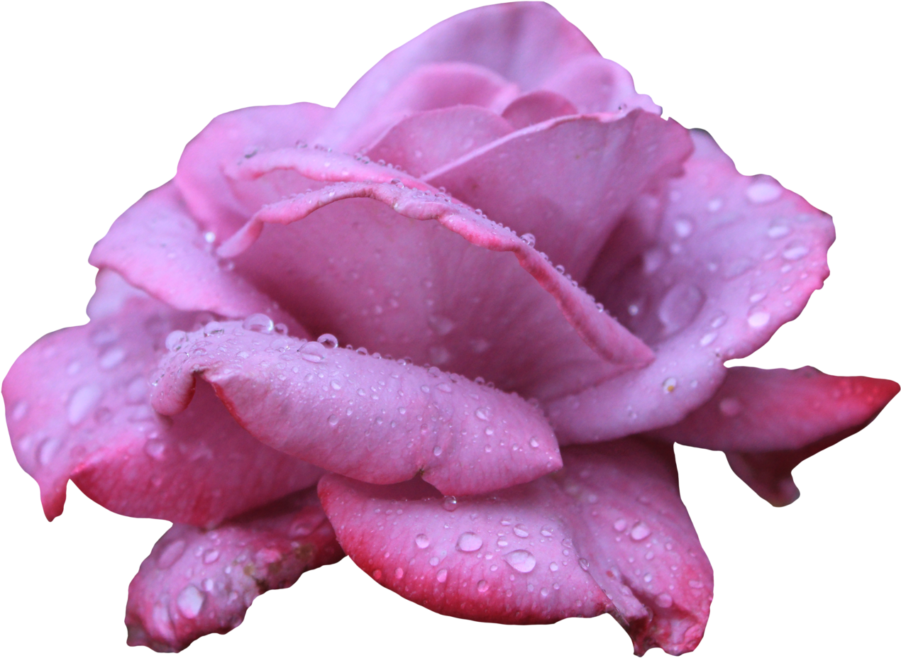 Purple Pink Rose Png (1280x929)