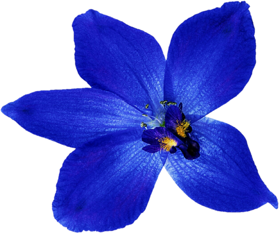 Midnight Blue Orchid By Jeanicebartzen27 - Blue Orchid Png (979x816)