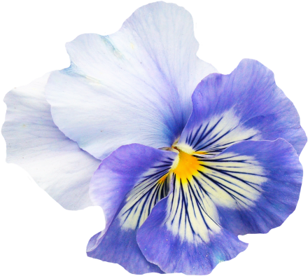 Pansy Flower Png Image - Pansy Flower Png (500x461)