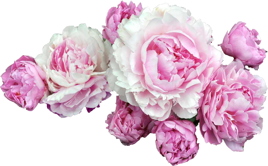 49 Images About اطواق ورد On We Heart It - Peonies Png (980x607)