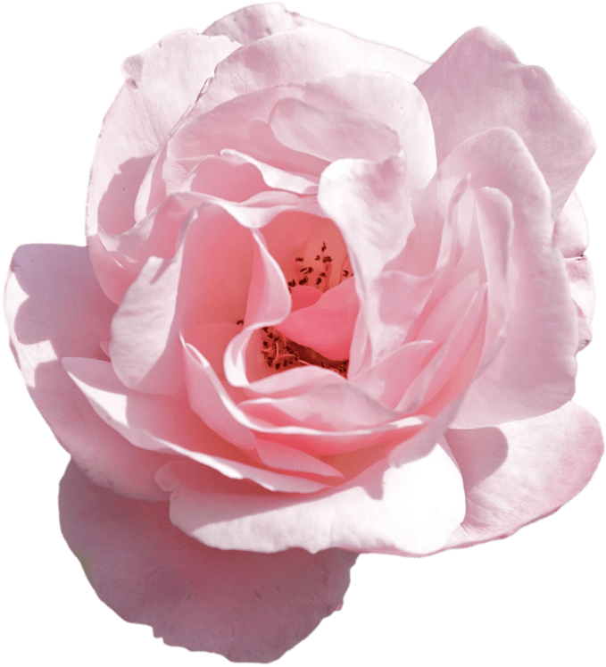 Transparent Flower Crown Tumblr Images Flower Wallpaper - Dangling Pink Heart Earring (1368x855)