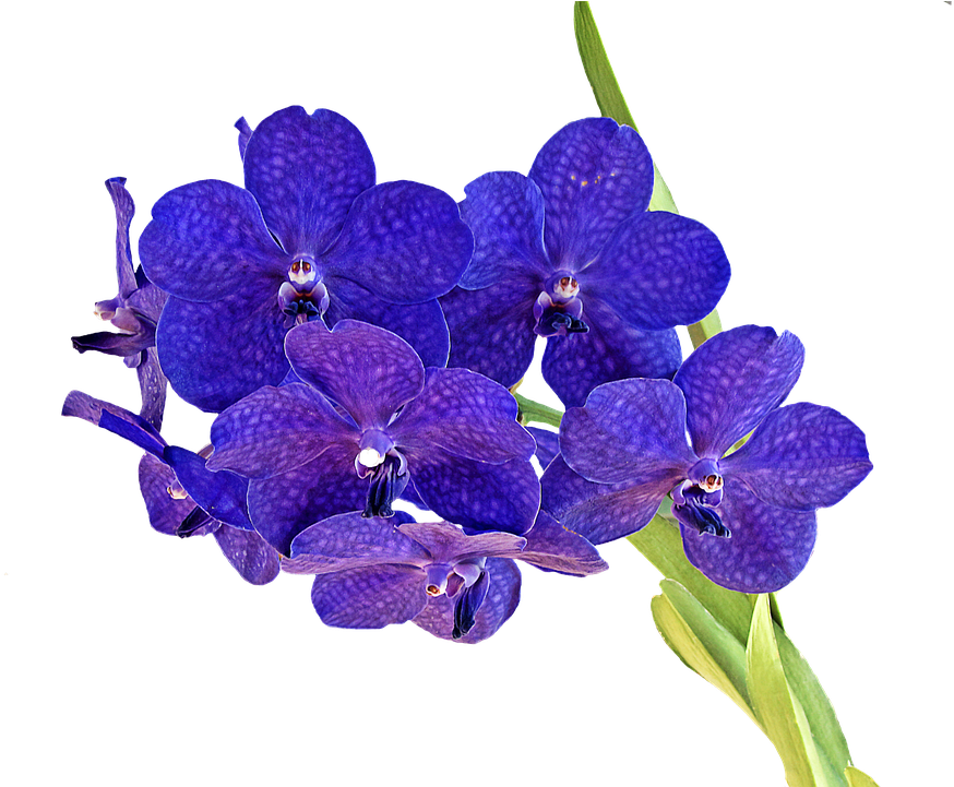 Orchid, Bouquet, Flower, Blue - Purpure Orchid Plant Png (960x720)