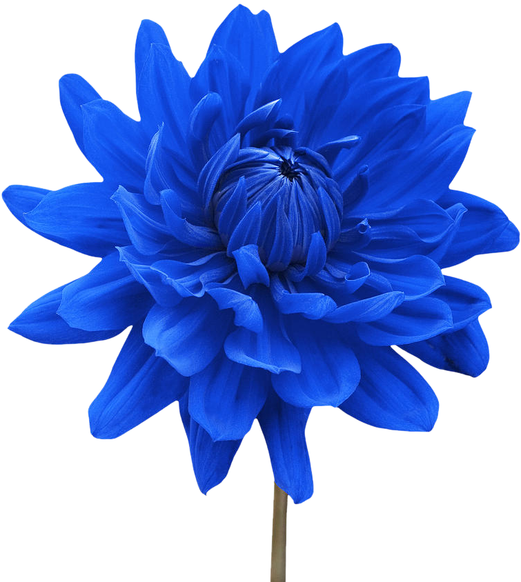 White Flower Png - Flower With A White Background (900x900)