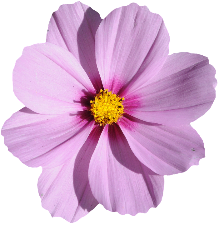 3 Png, - Imagen De Una Flor (701x720)