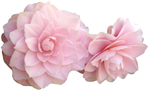 Rose Petal Clipart Transparent Background - Pink Flowers Transparent (500x325)