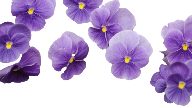 Flower Png Tumblr For Kids - Purple Bouquet Flower Png (612x344)