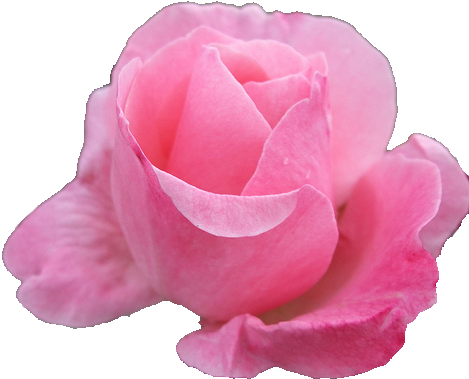 Source - 37 - Media - Tumblr - Com - Report - Flower - Garden Roses (480x640)