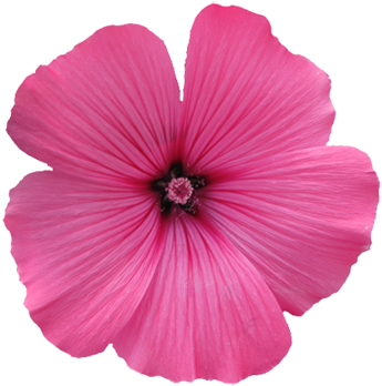 Soft Purple Flower Graphic - Transparent Background Flower Clipart (354x366)