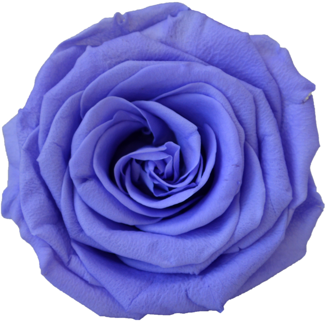 Blue Rose (700x700)
