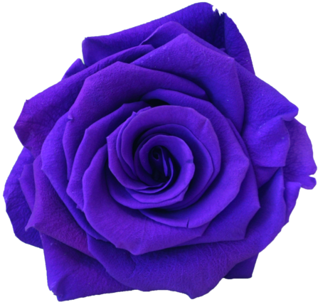 Amethyst - Rose (480x480)