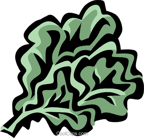 Rapini Royalty Free Vector Clip Art Illustration - Lettuce Leaf Clip Art (480x460)