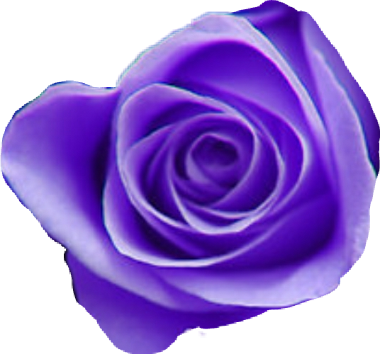 Tumblr Purple Aesthetic Purpleaesthetic Purpleflowermix - Purple Roses (536x500)