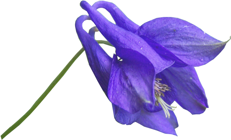 Blue Flower Png - Blue Violet Flower Png (1000x666)