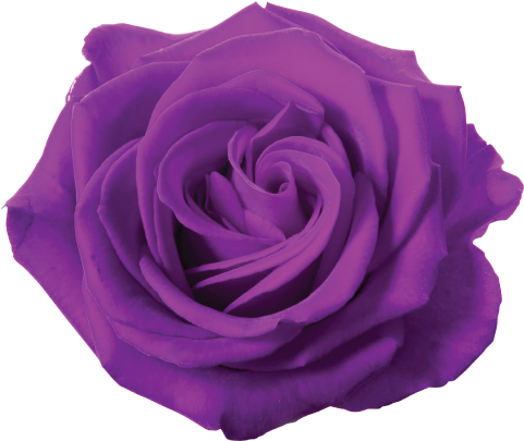 4 Kbytes - Pink Rose White Background (500x500)
