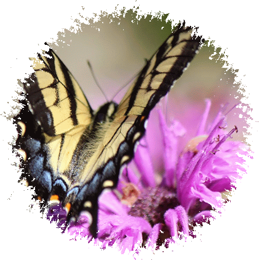 Butterfly Banner And Stamps - Western Tiger Swallowtail (808x538)