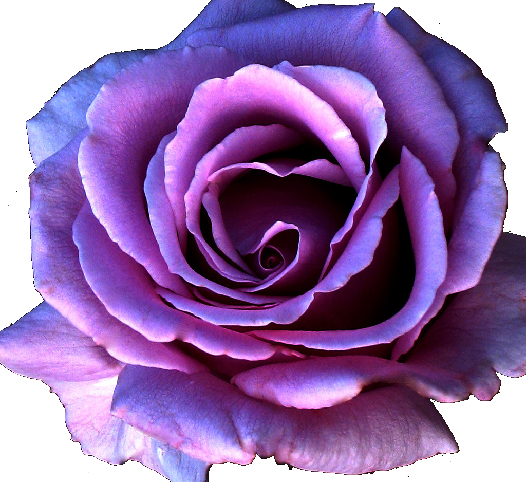 9 Kb, Gallery, Bulk Purple Roses - Purple Rose Flower Png (1024x938)