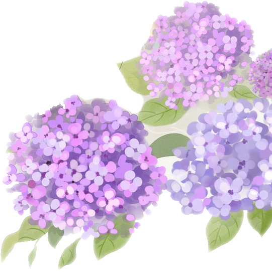 French Hydrangea Flower Purple - Purple Hydrangea Png (562x563)