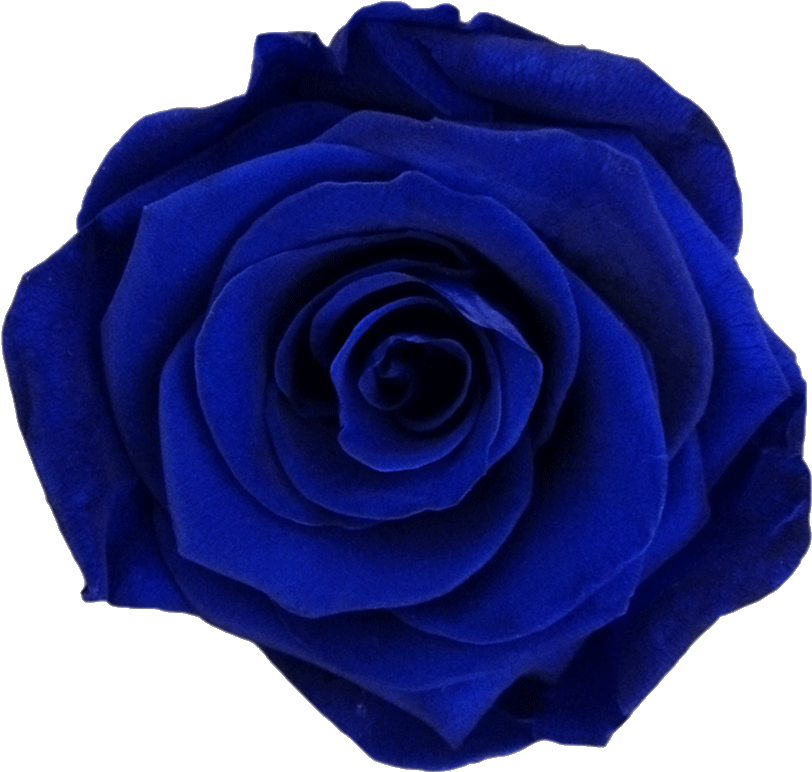 Dark Blue - Blue Rose (1000x1250)