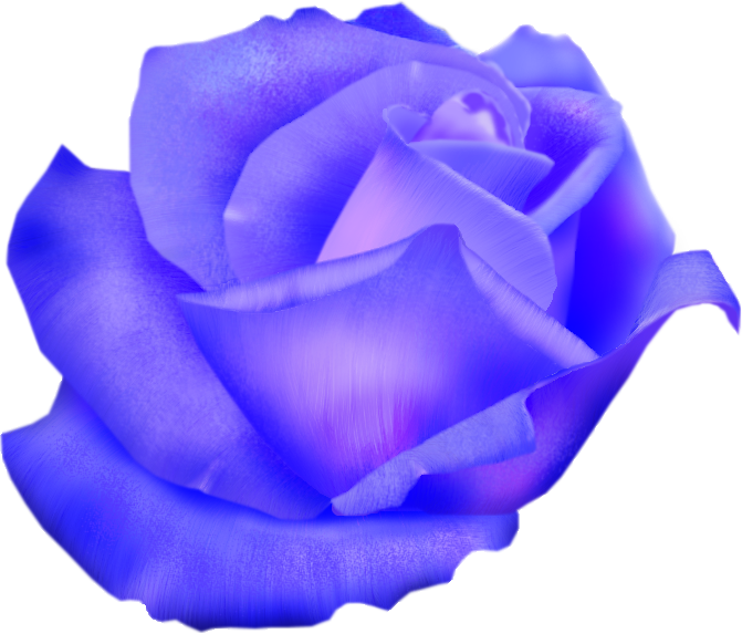 Голубой Розы Садовые Розы Алые Розы Срезанные Цветы - Garden Roses (671x572)