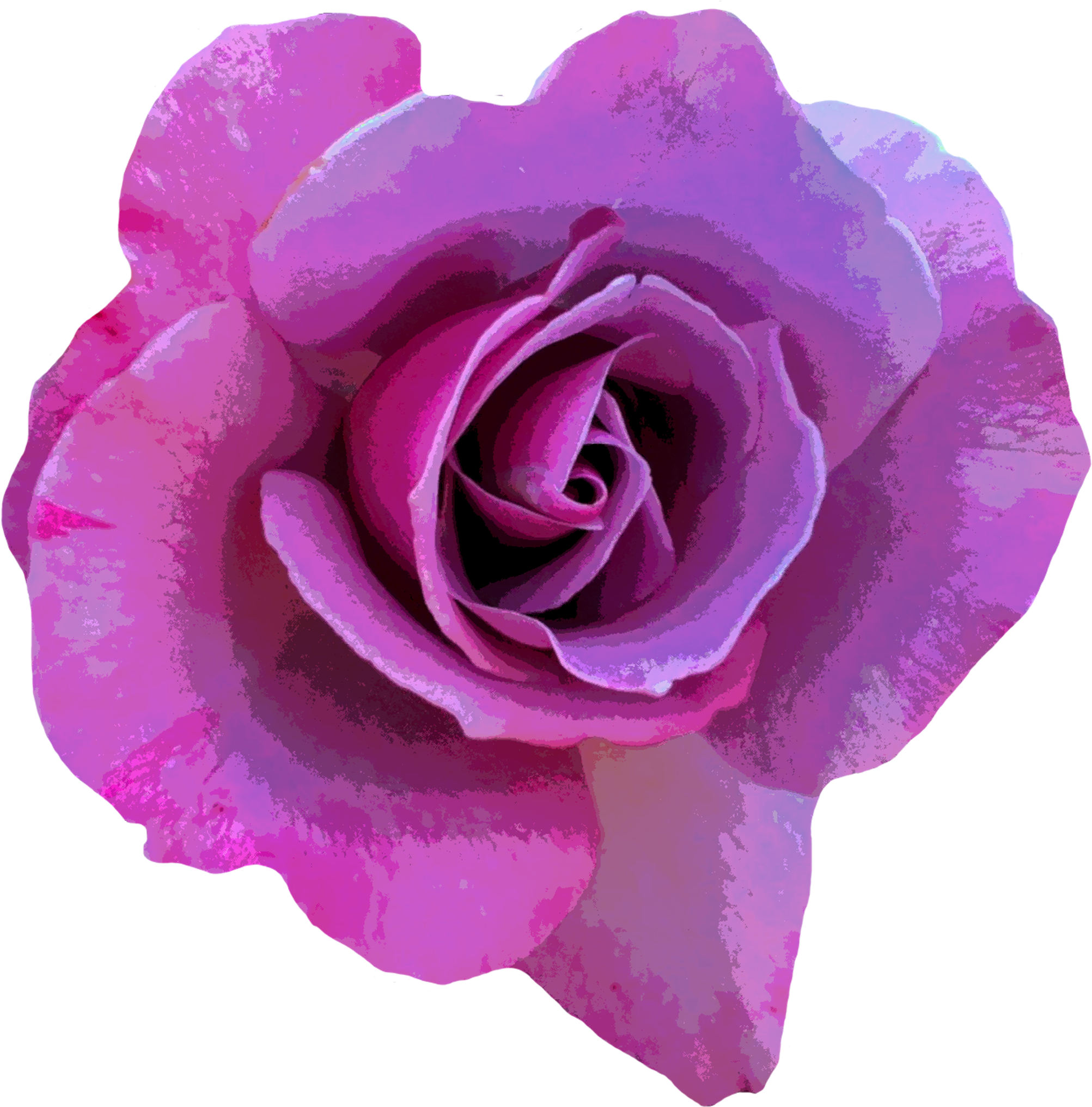 Rose Flower Photography Pink - Animated Hd Love Rose Purple Rose Butterfly (2022x2038)